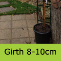 Acer Campestre Field Maple Girth 8-10cm